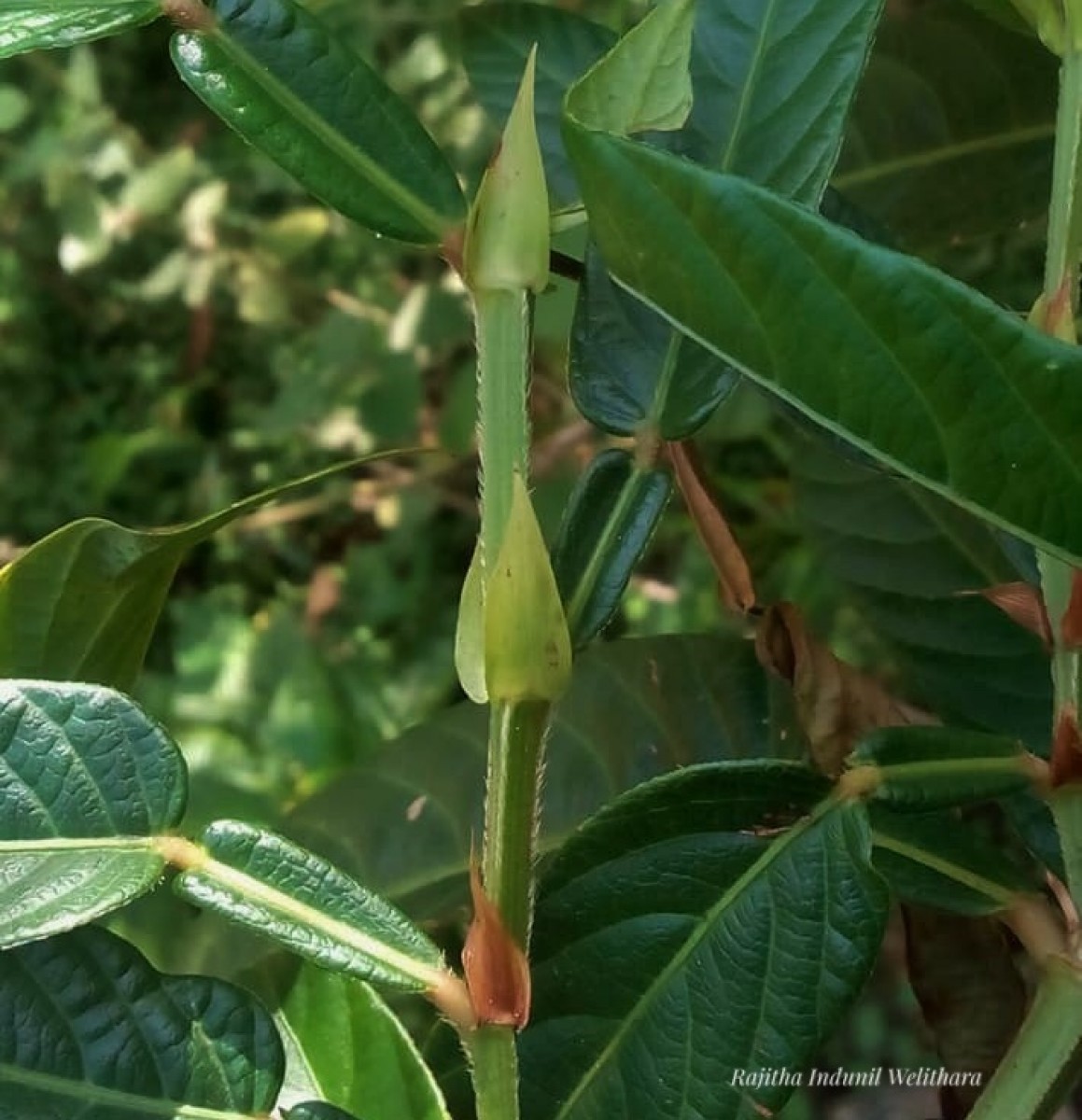 Tadehagi triquetrum (L.) H.Ohashi